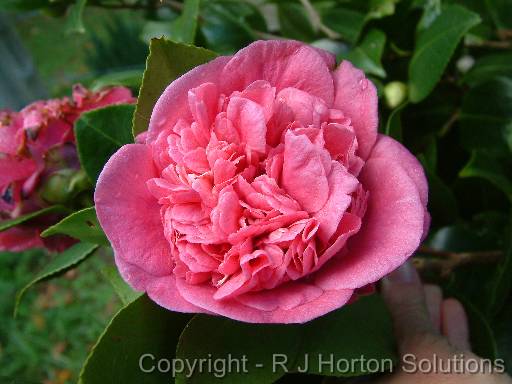 Camellia D. Herzilia_2 